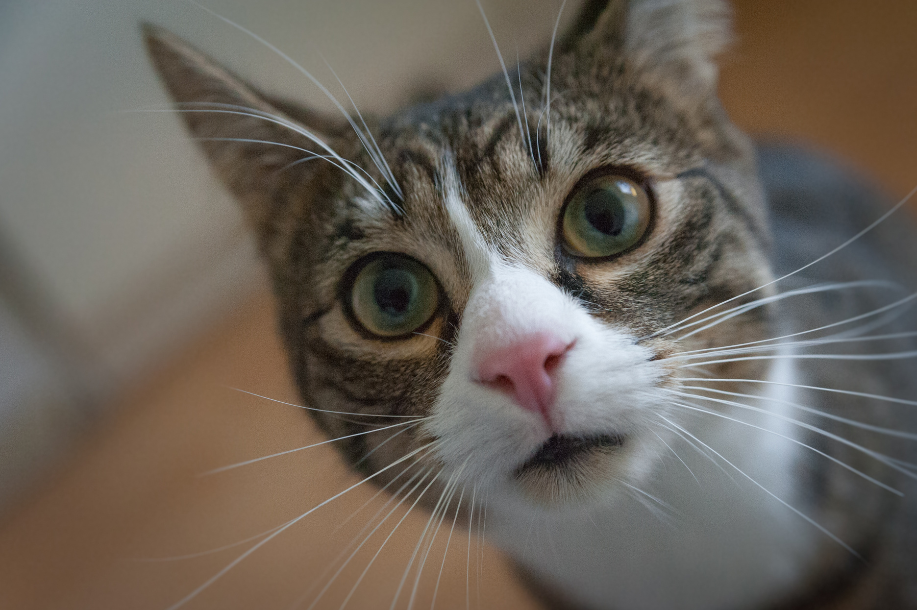 Close-up Photo of a Funny Cat