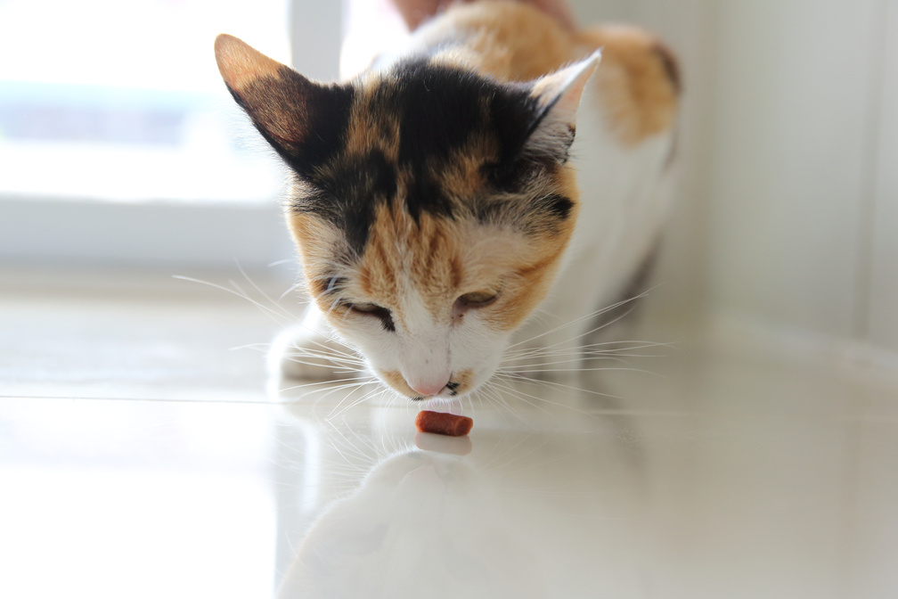 Cat Sniffing Treat on the Floor 