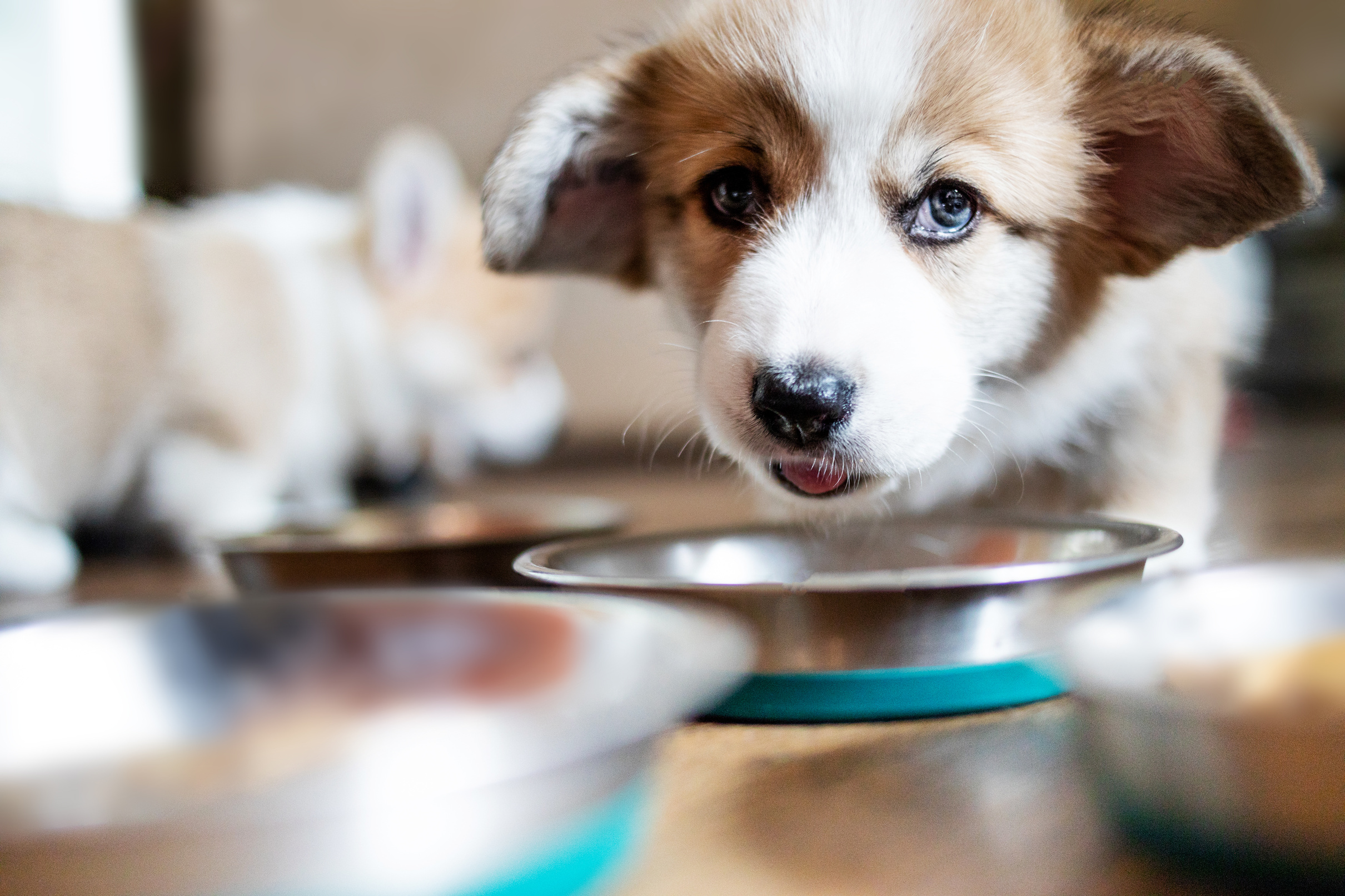 Cute Puppy Eating Dog Food 